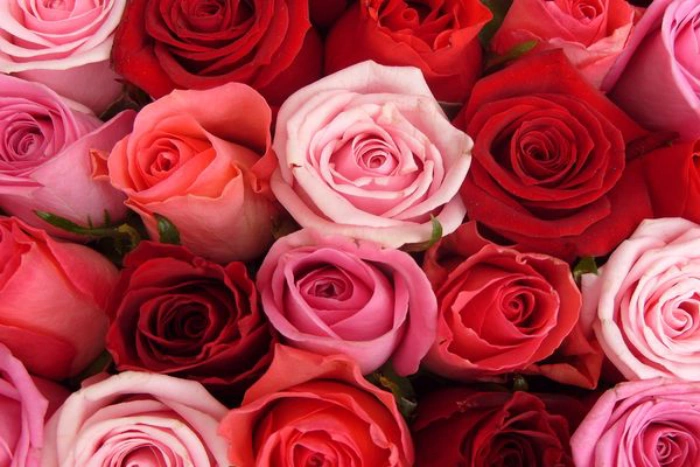 ورود رومانسية للاهداء الورد الجوري