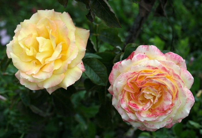انواع الورد الطبيعي الورد هجين الشاي