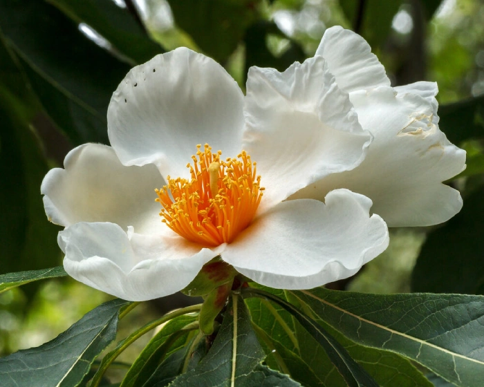 فرانكلين Franklin Tree Flower