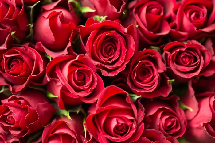 أجمل انواع الورد الطبيعي الأحمر