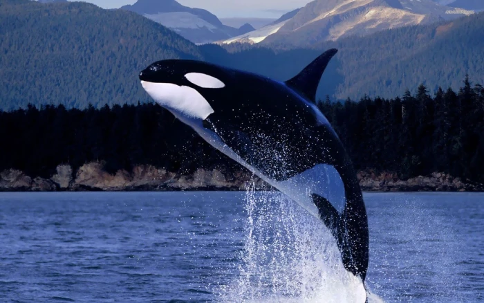 اقوى حيوانات في العالم الحوت