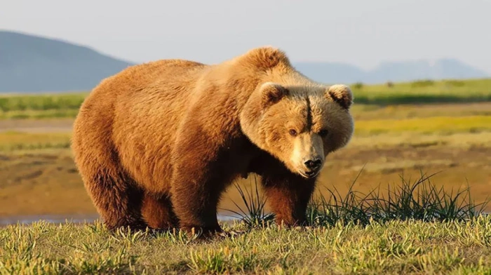 اقوى حيوانات في العالم الدب الأشيب 