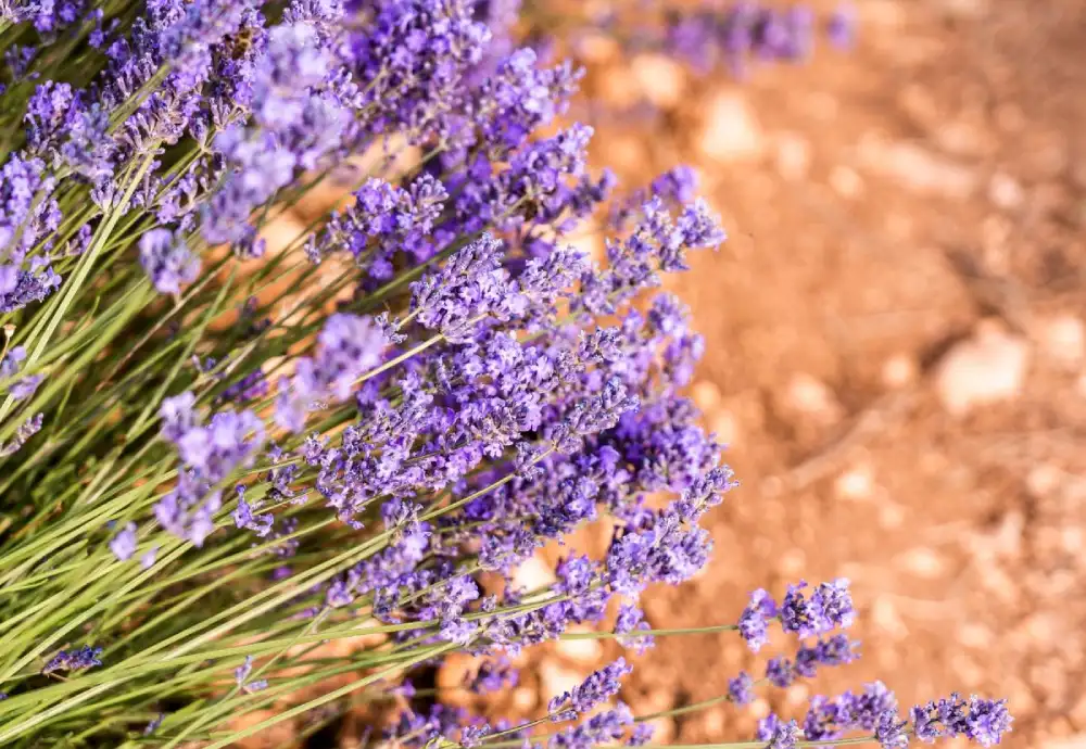 اسماء نباتات صحراوية مثل الخزامى الصحراوية (Lavender)