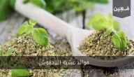 فوائد عشبة البردقوش | أحد أهم الأعشاب لعلاج متلازمة تكيس المبايض