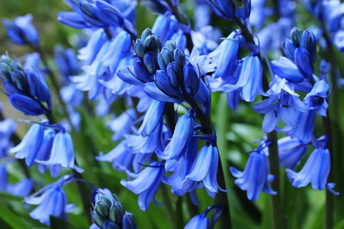 ورود رومانسية للاهداء زهرة الأجراس الزرقاء