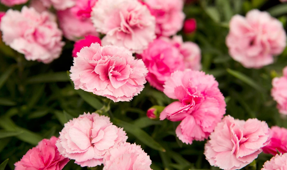 زهور تتحمل حرارة الصيف مثل زهرة القرنفل (DIANTHUS)