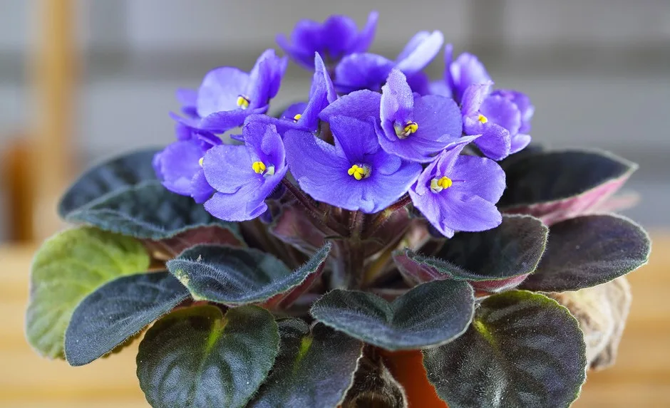 أنواع النباتات المنزلية مثل البنفسج الأفريقي (African Violet) وكيفية العناية بها