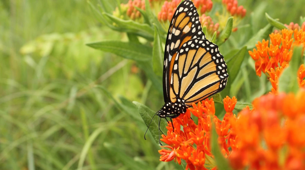 زهور تتحمل حرارة الصيف مثل أعشاب الفراشات (BUTTERFLY WEED)