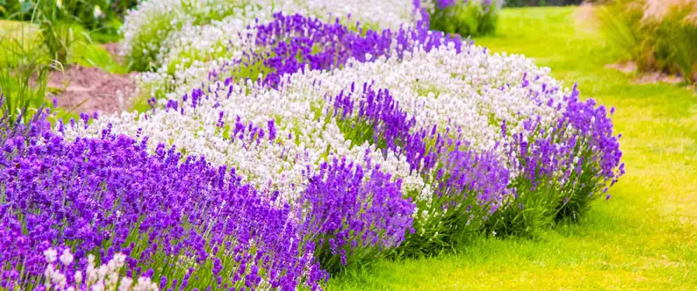 نباتات دائمة الخضرة مثل اللافندر ( Lavender )