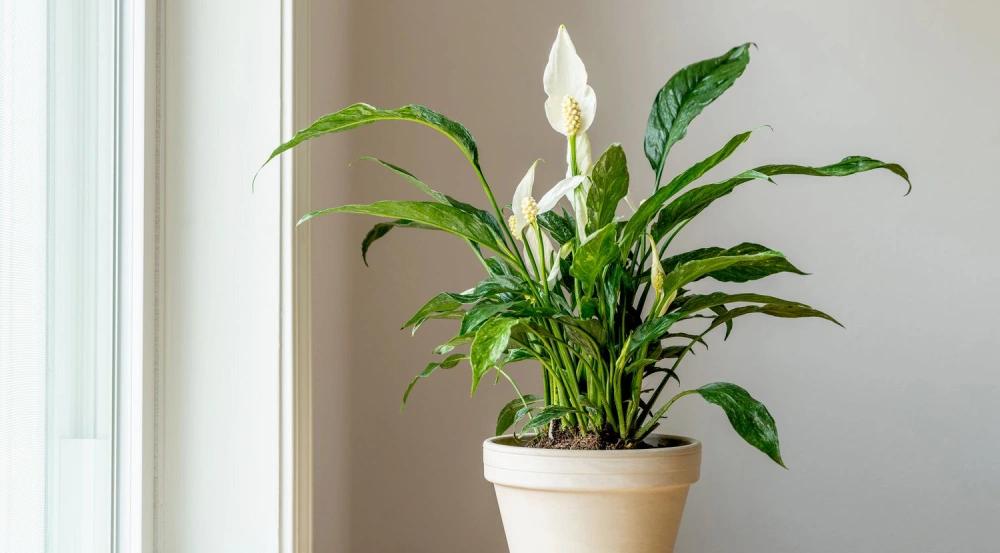 أنواع النباتات المنزلية مثل زنبق السلام (Peace Lily) وكيفية العناية بها