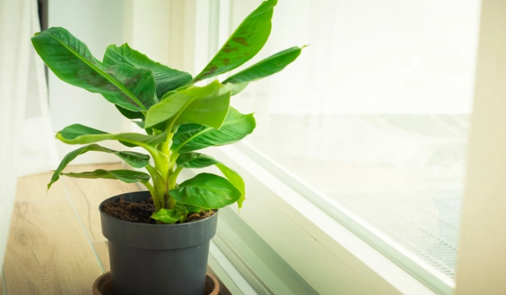أنواع النباتات المنزلية مثل نبات الموز (Banana Plant)