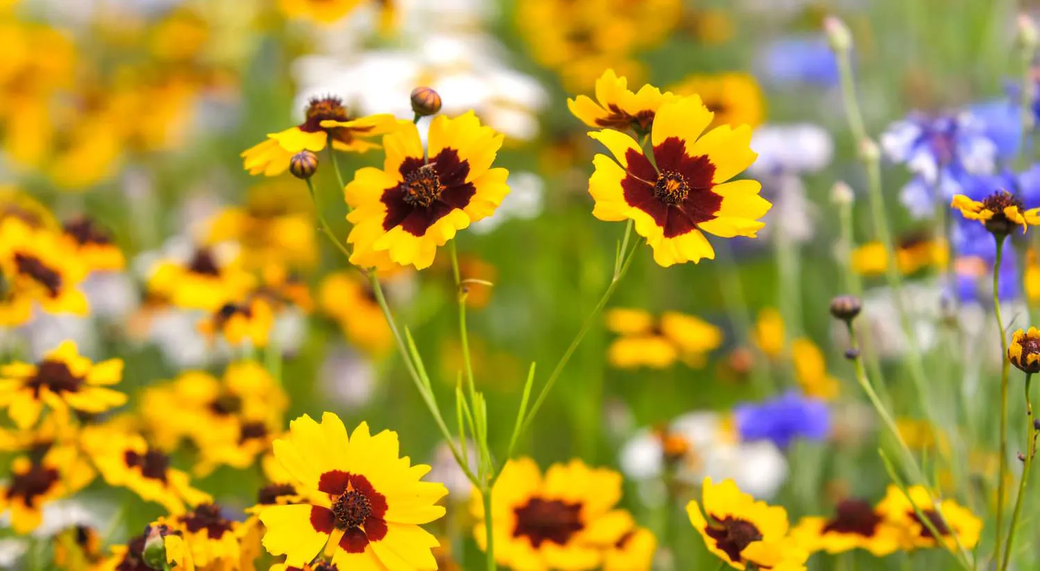 زهور تتحمل حرارة الصيف مثل زهرة الكوريوبسيس (COREOPSIS)