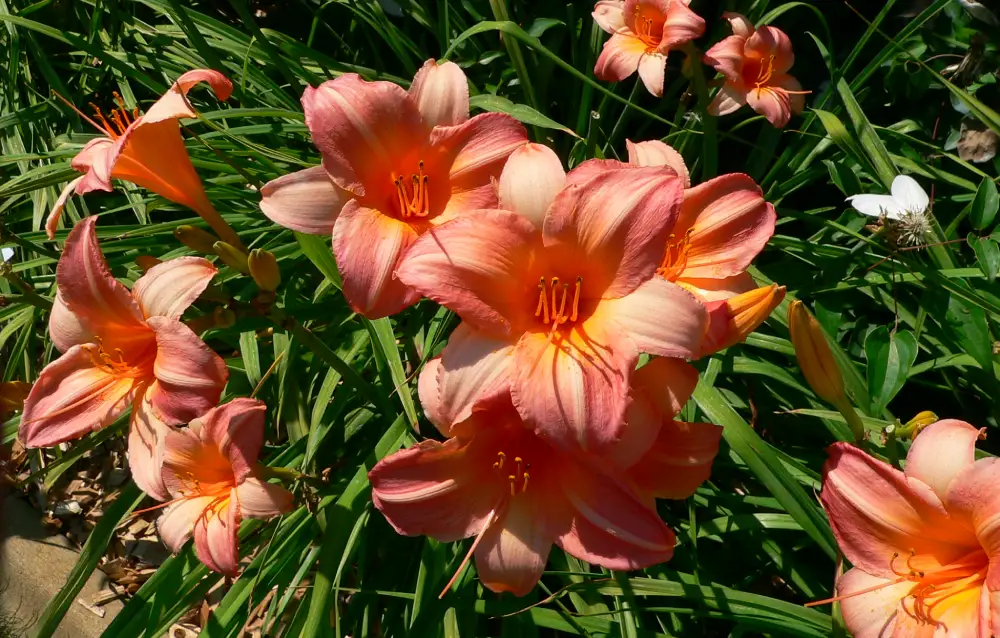 زهور تتحمل حرارة الصيف مثل زنبق النهار (DAYLILIES)