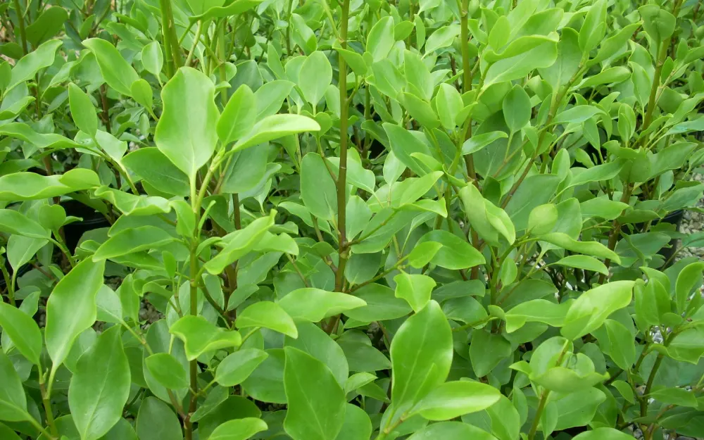 نباتات دائمة الخضرة مثل الجريسيلينيا ( Griselinia )