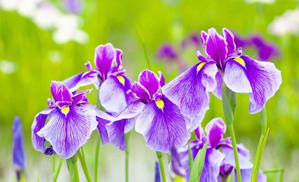 زهور تتحمل حرارة الصيف مثل السوسن الملتحي (BEARDED IRIS)