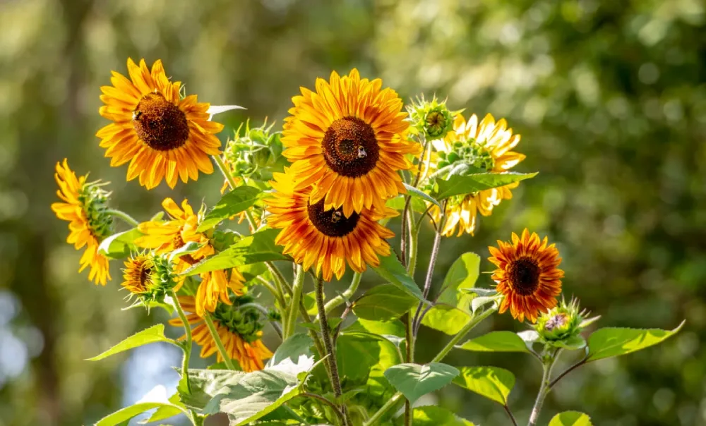 زهور تتحمل حرارة الصيف مثل عباد الشمس (SUNFLOWERS)