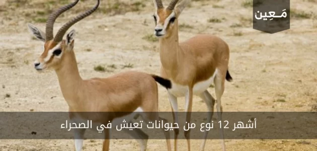 إليكم أشهر 12 نوع من حيوانات تعيش في الصحراء