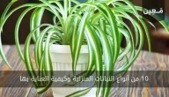 10 من أنواع النباتات المنزلية وكيفية العناية بها