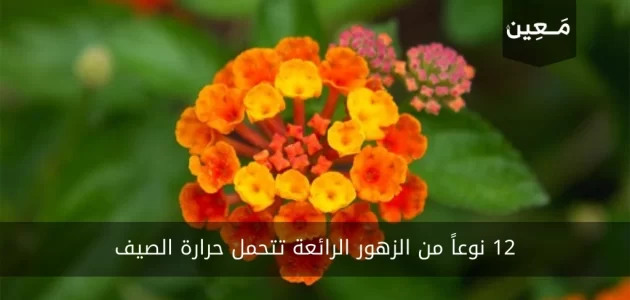 12 نوعاً من الزهور الرائعة تتحمل حرارة الصيف