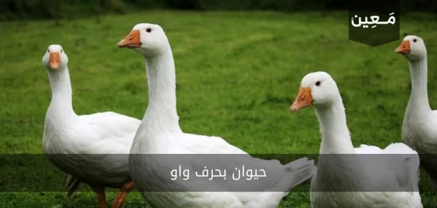 حيوان بحرف واو | أشهر حيوانات بحرف و