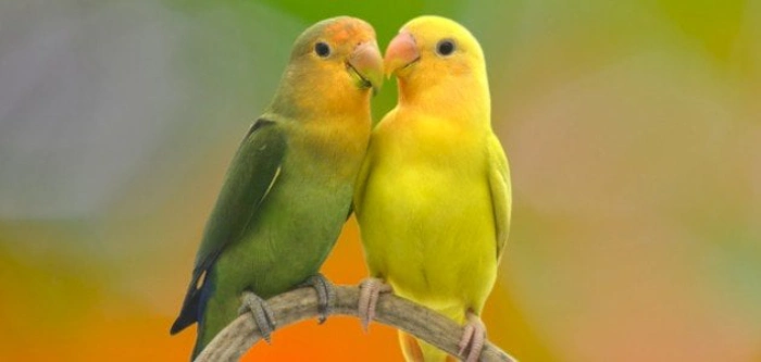 ببغاء طيور الحب