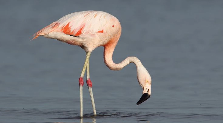 الفلامنجو التشيلي (Phoenicopterus chilensis)