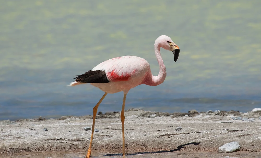 فلامنجو الأنديز (Phoenicopterus andinus)