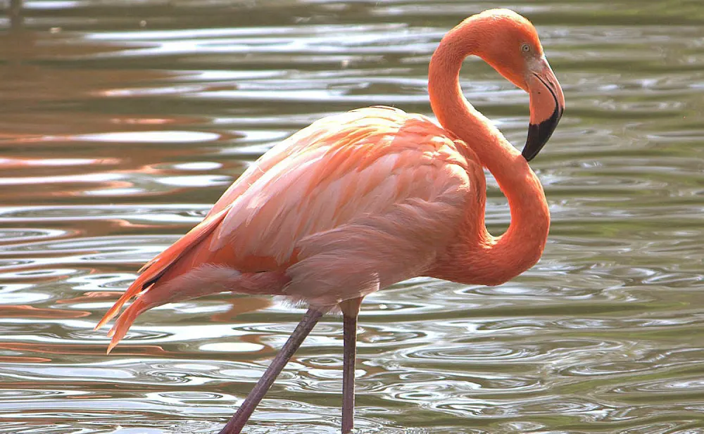 فلامنجو الكاريبي (Phoenicopterus ruber)