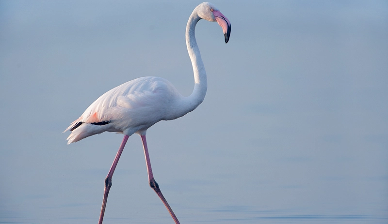 الفلامنجو الكبير (Phoenicopterus roseus)