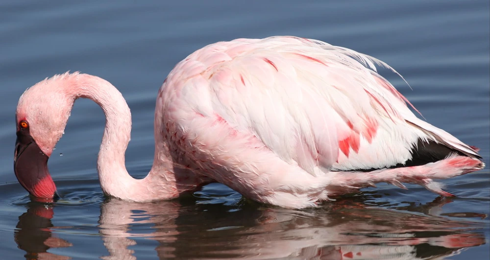 الفلامنجو الصغير (Phoenicopterus minor)