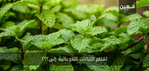 حل سؤال تفتقر النباتات اللاوعائية إلى؟؟