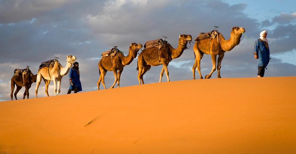 إلى أي قبيلة ينتمي ال دهام؟